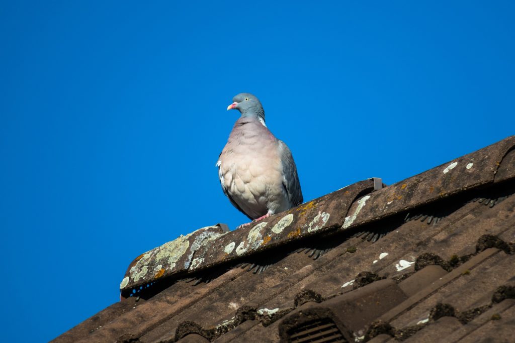 Roof Pigeon Proofing